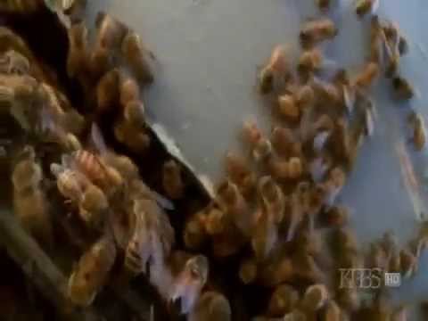 Tacerea Albinelor Documentar Complet