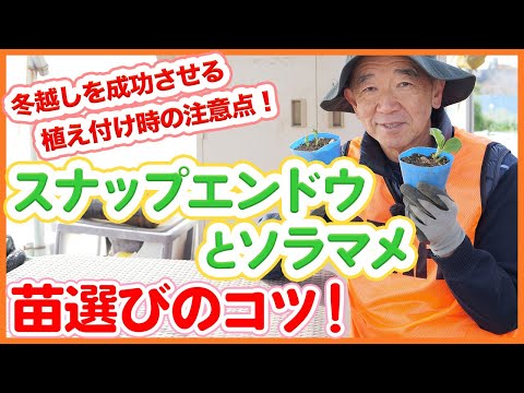 秋11月に豆を蒔く時期 ハニカムプレートバケットポケット溝