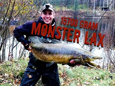 Lax fångad på flugspö i Skellefteälven (15,7kg)