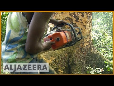 Al Jazeera report on the logging threat to DR Congo&rsquo;s rainforest
