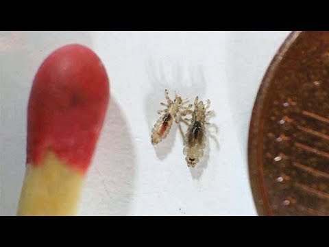 Propolis Behandlung von Prostatitis Indirekte Prostatamassage