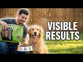 Is VICTOR Super Premium Worth It Dog Food Review