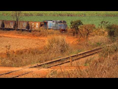TRICOTROL DE DASH9 DESCENDO FORTE NO MEIO DO CANAVIAL! 🚂💨