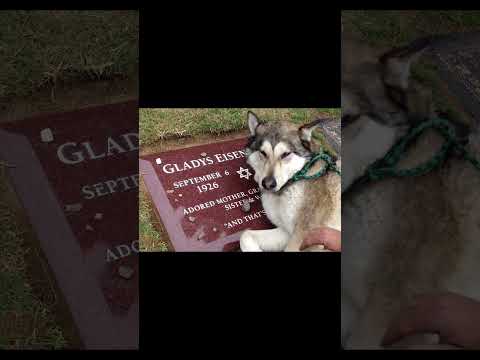 This dog was crying because it’s owner died 😞 #emotional #dog