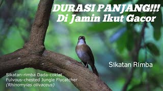Download lagu Masteran Burung SRDC BALI Gacor Full Isian mp3