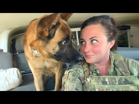 Un chien qui se prend pour un humain - Vidéos drôles de chiens et d'humains