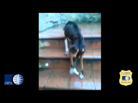 Ho avuto mal di schiena nella scapola sinistra Ginnastica per il video articolazioni gonartrosi