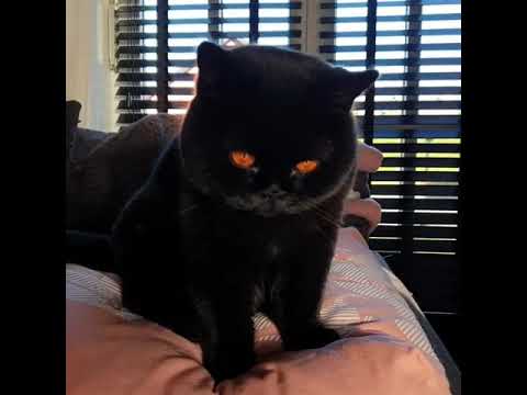 a black cat with orange eyes