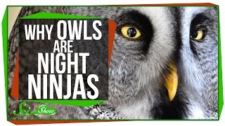 Why Owls Are Night Ninjas