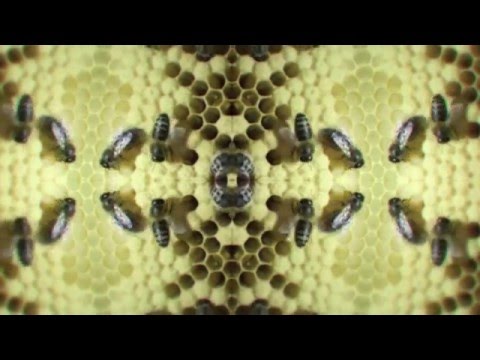 Helikond - Kärglane