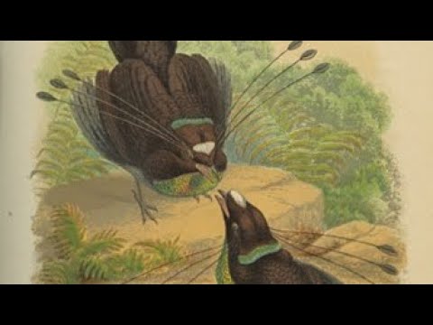 A Nova Guiné no Museu Prehistórico Etnográfico de Roma