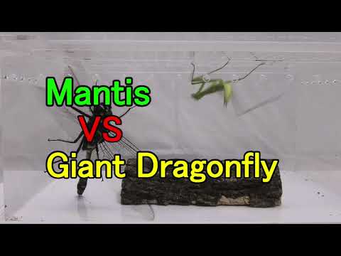 Mantis vs Giant Dragonfly.