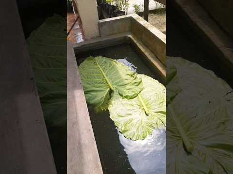 get big profits from cultivating gourami fish #shorts #gourami #cultivation