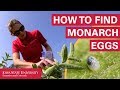 How to Find Monarch Butterfly Eggs How to Find Monarch Butterfly Eggs