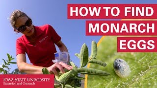 How to Find Monarch Butterfly Eggs