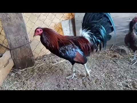 Lote para sacar 3/4 hatch Penny 1/4 Asil plummer.