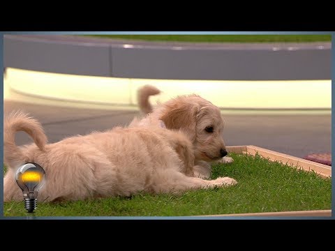 Carnilo - das Indoor-Hundeklo - Das Ding des Jahres