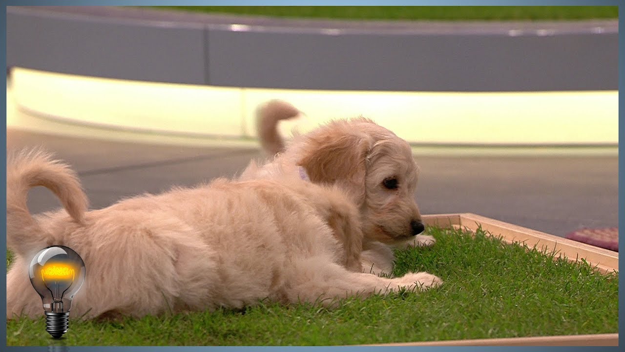 Carnilo - das Indoor-Hundeklo - Das Ding des Jahres