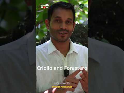 Exploring Different Cocoa Varieties Around the World #Shorts