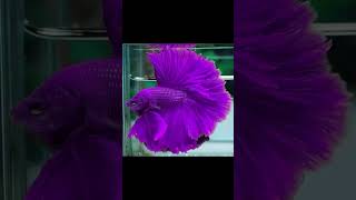 Download lagu 4 jenis ikan cupang dengan harga fantastis mp3