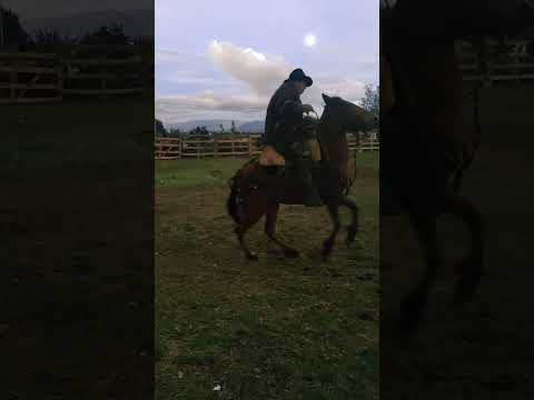 chagras chilcatingo ,potra bailando, Pujili Cotopaxi