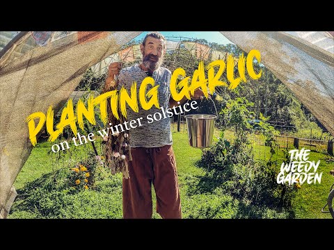 , title : 'PLANTING GARLIC ON THE WINTER SOLSTICE'