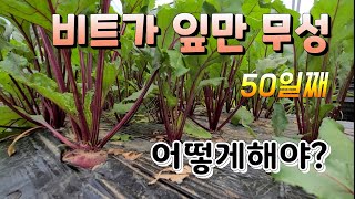 비트 정식50일 비트가 잎만 무성하고 알이 작다 ?  어떻게 해야 ~