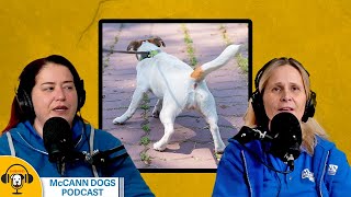 There Are NO Quick Fixes In Loose Leash Walking Training