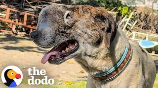 Dog With Face Tumor Had 24 Hours Left Until Someone Saved Him | The Dodo