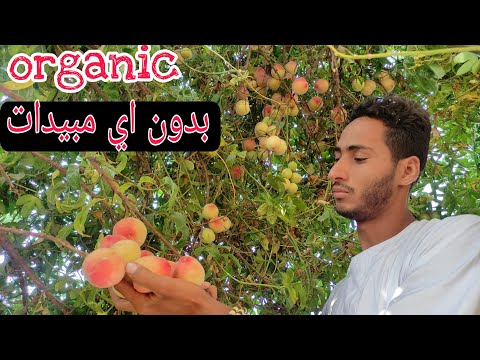 , title : 'شوف عناقيد  الخوخ🍑وأسرار زراعته فى الحديقه والمنزل|organic grow Peache'