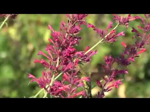 Broad-tailed Hummingbird in pretty flowers