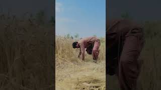 Download lagu #funny #aajkasonekabhavbataen #funnycomedymovies #vlog #dresskliyestadiumayaormarkluta #funnymovies mp3 Download lagu #funny #aajkasonekabhavbataen #funnycomedymovies #vlog #dresskliyestadiumayaormarkluta #funnymovies mp3