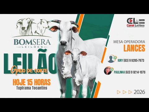 LEILÃO GADO DE CORTE BOM SERÁ LEILÕES | TUPIRAMA-TO - 20/03/2026