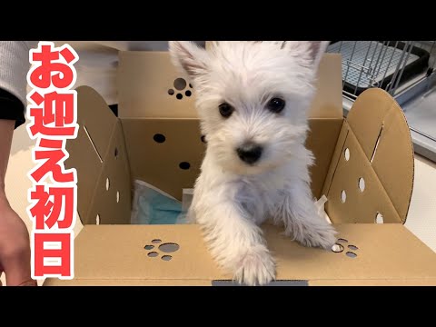 ウエストハイランドホワイトテリア