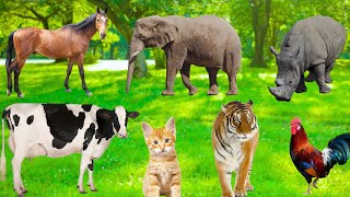 Magical Animal Moments – Tiger, Horse, Cow, Rhinoceros, Sheep, Chicken, Cat…