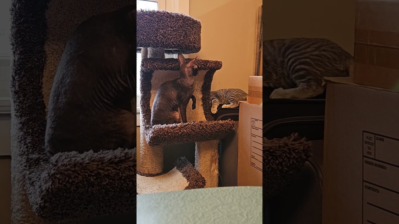 Enlarge GRAVY, a Adoptable Domestic Short Hair in Louisville, TN video 5/5