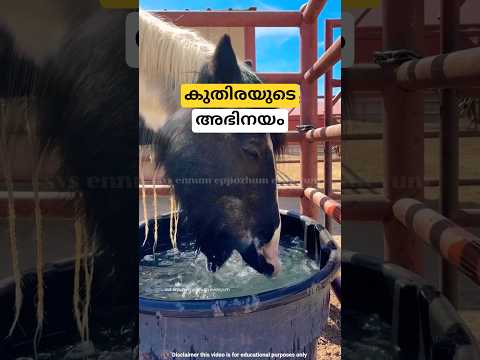 കുതിരയുടെ അഭിനയം