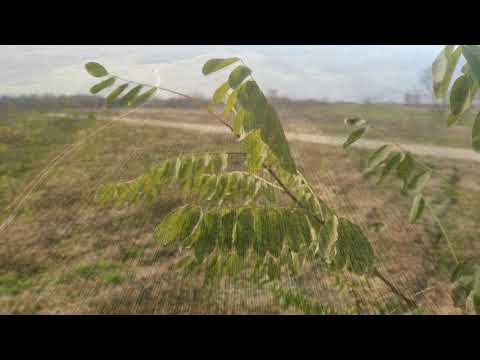 PFBRo și Unilever plantează la Mârșani