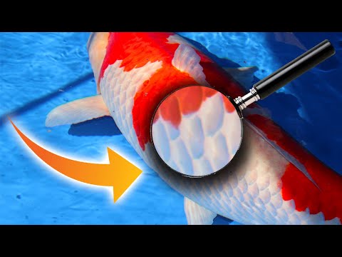 7 SECRETS how to SELECT A NEW KOI FISH for your POND