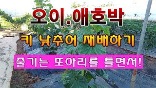 [텃밭농부 1,978]  오이. 애호박을 수확 후 끌어 내려서 낮게 키우는 방법. #오이재배 #애호박재배