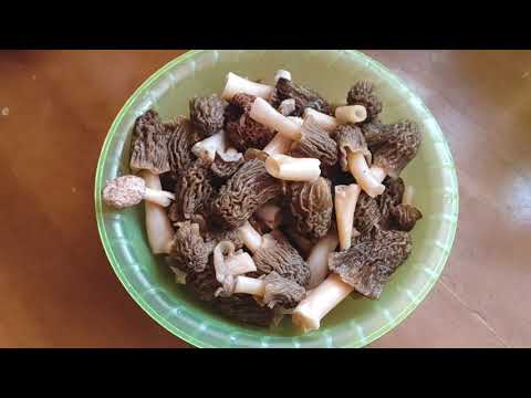Весенние грибы. Жареные сморчки. #грибы #сморчки #кухня