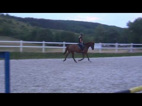 Sportpferde Matthias Keil - Laslo