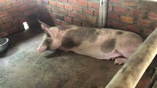 #pig #pigfeed #funnyanimal #animals #farmanimalct #funnyfarmanimal #funnypig #beautifulpig