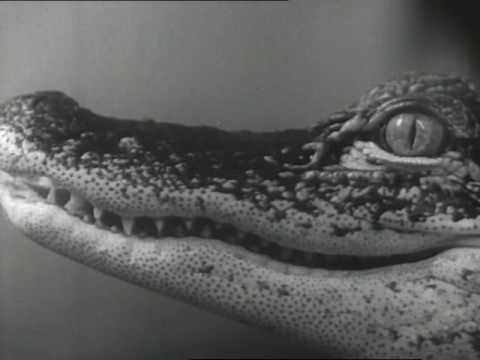 News Magazine of the Screen, The (Vol. 7, Issue 5) (1957)