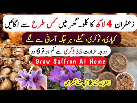 Grow Zaffaron At Home In 2 Easy Steps | Zaffaron Seeds Price in Pakistan | Saffron Grow In Pots