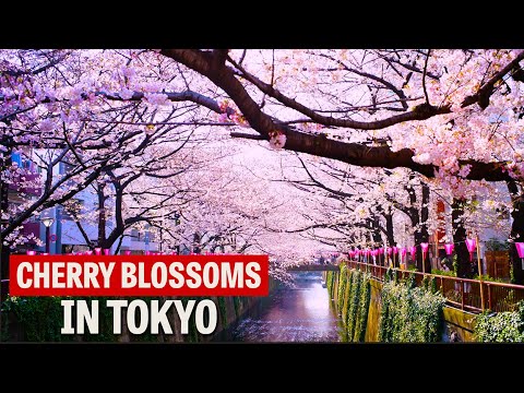 The Best Places to See Cherry Blossoms in Tokyo