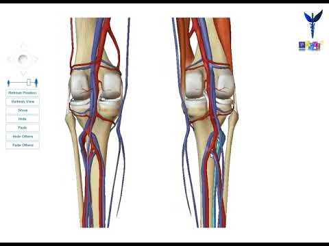 Phlébite symptome