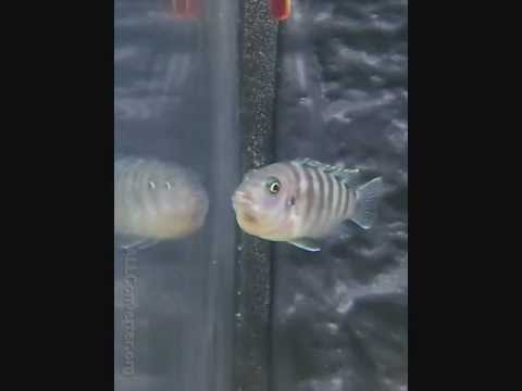 Pyszczak z młodymi w pysku