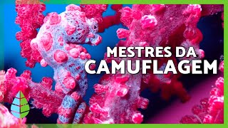 Miniatura do vídeo