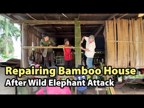 Featured image from Bamboo House Repair After Wild Elephant Attack